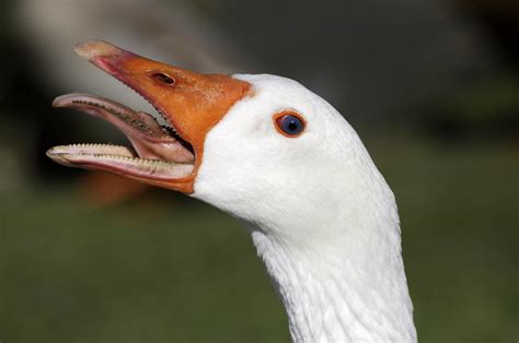 I Just Learned Geese Have Teeth On Their Tongues And I Hate It