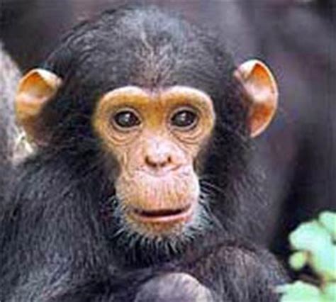 I primati sono molto simili agli esseri umani in ogni loro ...