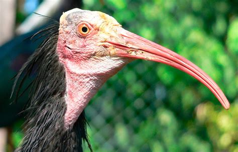 Ibis: an Egyptian bird sacred and ugly but very  clean  |Pets