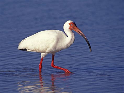 Ibis  bird  | Facts About All