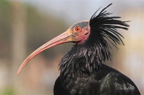 ibis_eremita.jpg  800×533  | Aves