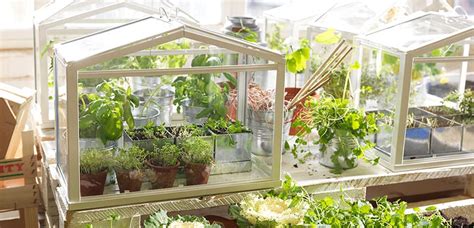 Ideas para crear un invernadero en casa | Decoora
