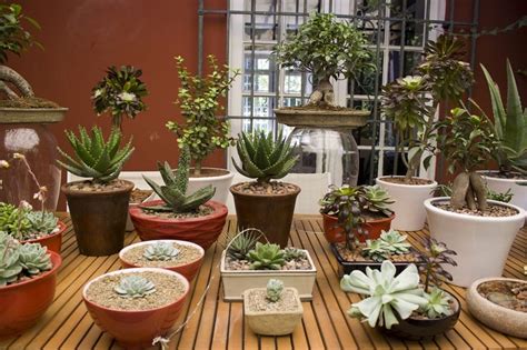 Ideas y consejos para decorar exteriores con plantas y ...
