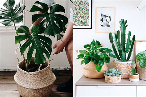 Ideias do Pinterest para ter plantas em casa | Blog STIHL ...