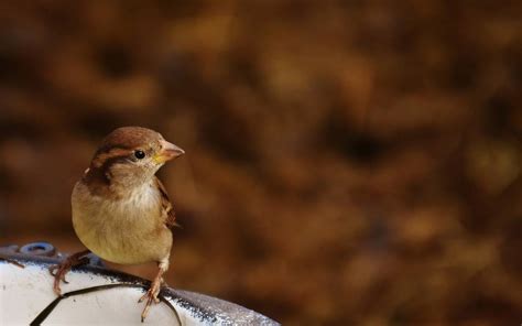 Identifica, pajaros, cantan, por tu casa El Sol de México | Noticias ...