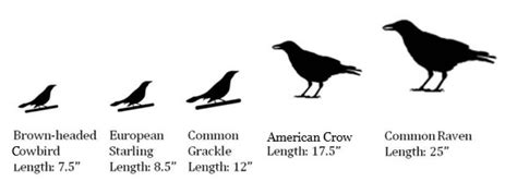 Identificación de aves negras: educación K 12 | Home Security