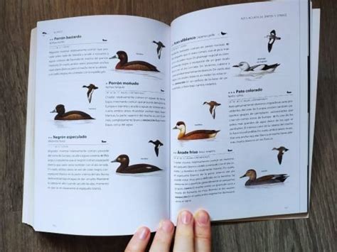 Identificación de aves por su color  reseña guías de campo  | Fray Sulfato