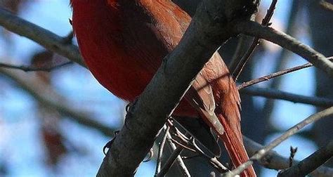 Identificación del pájaro de cabeza roja