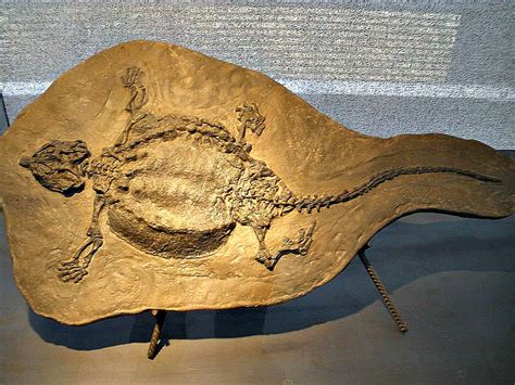 Identificados los fósiles de reptiles marinos que habitaban la ...