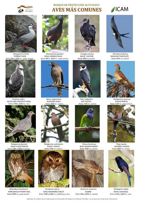Identifican aves más comunes del Bosque de Protección Alto ...