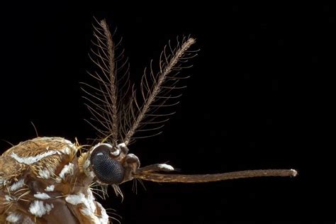 Identifican el gen que atrae a los mosquitos al sudor humano