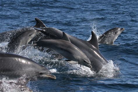 Identifican la dieta principal de los delfines del golfo ...