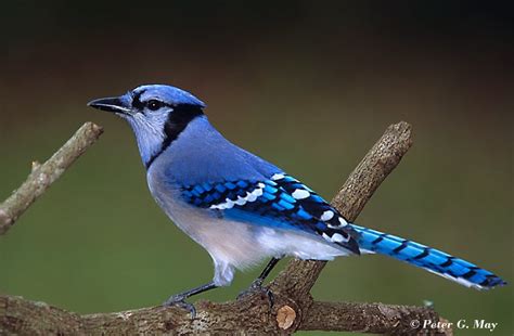 Identify Family Passeriformes Birds   ProProfs Quiz