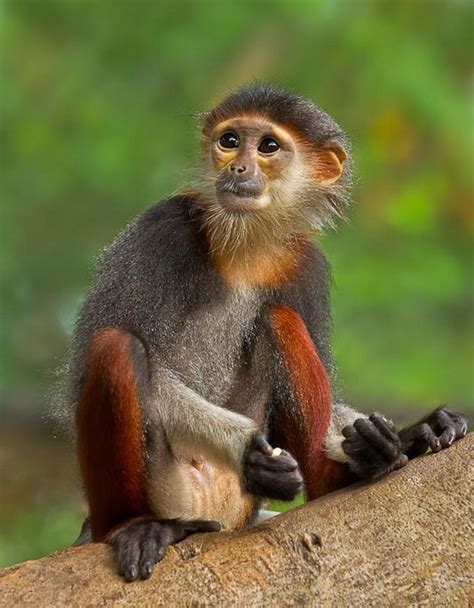 idool 14 fotografías de changos bien monos   Lindos simios | wallpaper ...