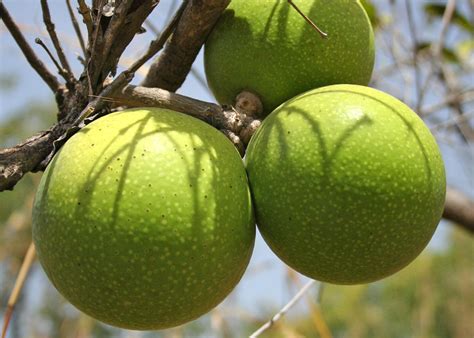 Ignatia amara in Omeopatia: a cosa serve questo rimedio ...