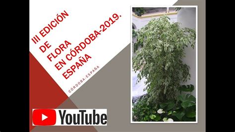 III EDICIÓN DE FLORA 2019 EN CÓRDOBA. España.   YouTube