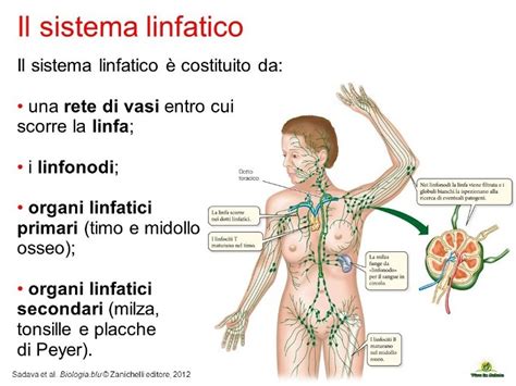 Il sistema linfatico: Cosa ci serve? Come pulire i veleni ...