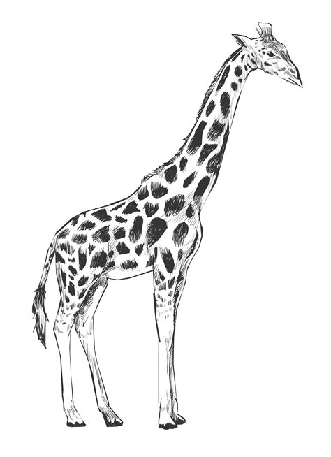 Illustration drawing style of giraffe   Download Free ...