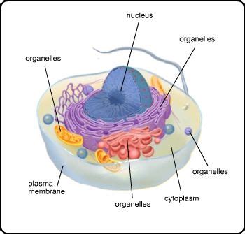 Illustration of a eukaryotic cell with plasma membrane ...