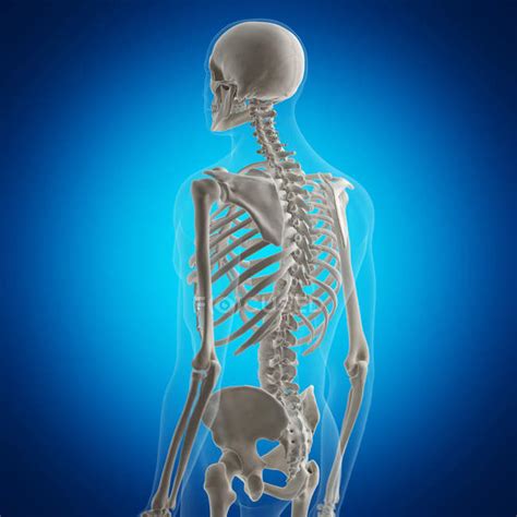 Illustration of back bones in human skeleton on blue ...