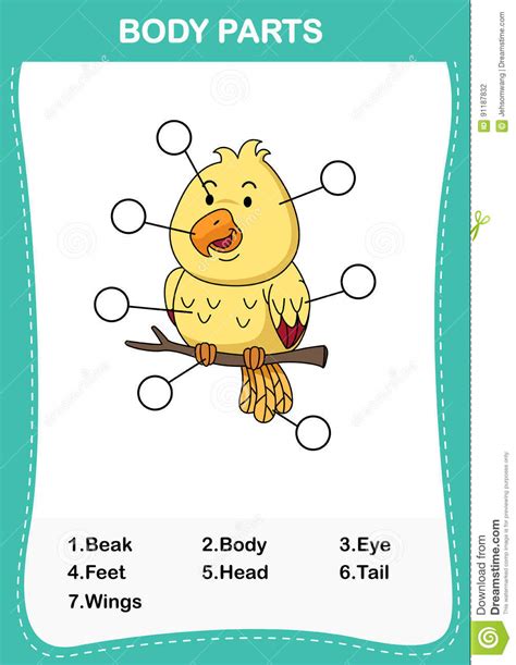 Illustration Of Bird Vocabulary Part Of Body Stock Vector ...