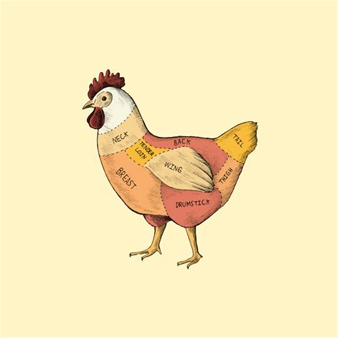 Illustration of different parts of Hen Download Free ...