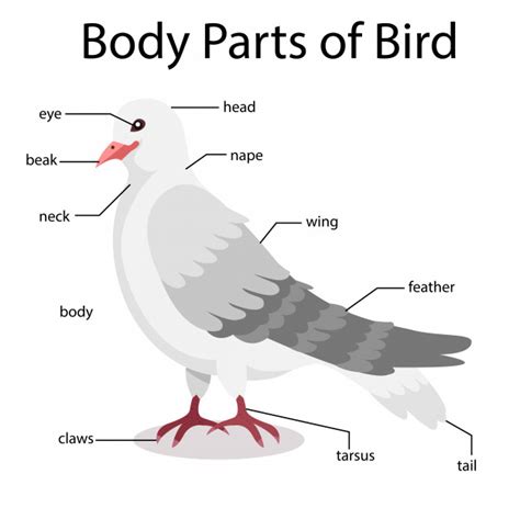 Illustrator of body parts of bird Vector | Premium Download