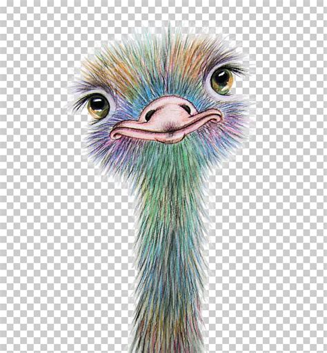 Ilustración de avestruz multicolor, acuarela arte dibujo ...