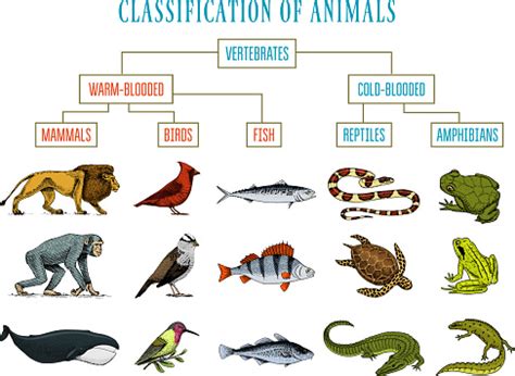 Ilustración de Clasificación De Los Animales Reptiles ...