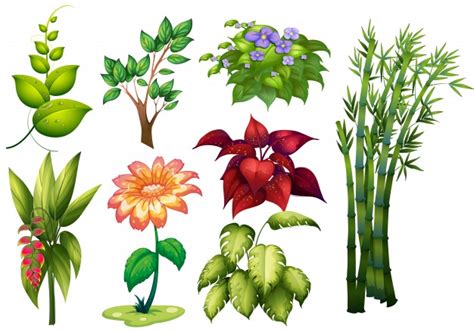 Ilustración de diferentes tipos de plantas y flores ...