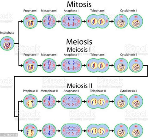 Ilustración de División Celular De Mitosis Y Meiosis y más Vectores ...