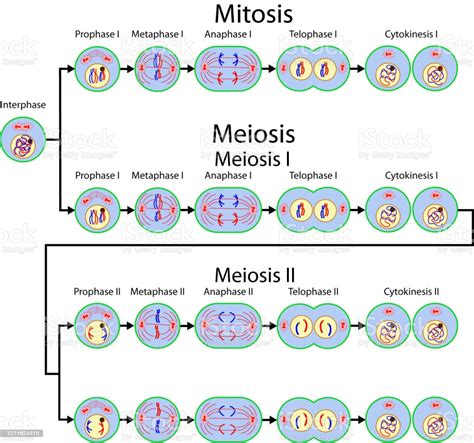 Ilustración de División Celular De Mitosis Y Meiosis y más Vectores ...
