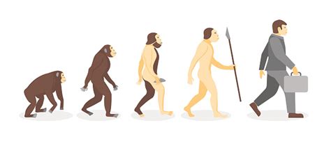 Ilustración de Etapa De La Evolución Humana De Mono A Hombre De ...