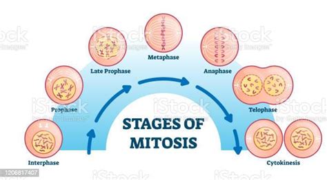 Ilustración de Etapas De Mitosis Diagrama De Ilustración Vectorial y ...