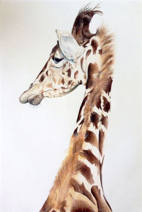 Ilustración de jirafa+lápiz de color | Ilustración de ...