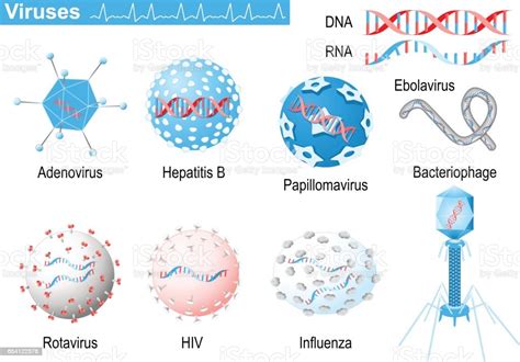 Ilustración de Virus Arn Y Adn Médico Infografía Con Los Iconos De Los ...