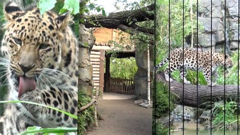 Im Tal der Leoparden   Zoo Leipzig   YouTube