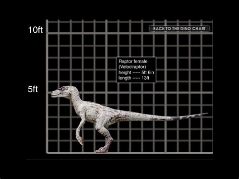 Image 1024x768 Velociraptor female size chart.jpg ...