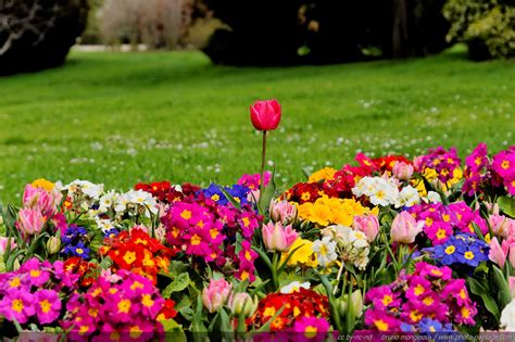 Image De Fleurs A Télécharger Gratuitement • Les plus ...