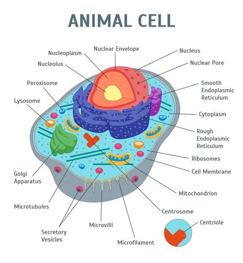 Image of an animal cell diagram with each organelle ...