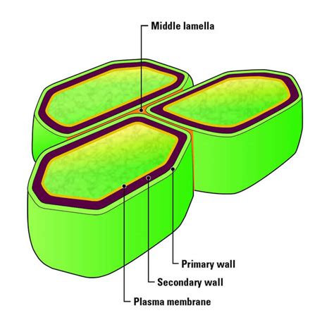 Image: Overview of Plant Cell Walls