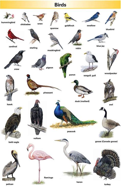 Image result for birds with names | len | English ...