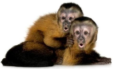 Image result for capuchin monkeys as pets | Pet monkey, Animals, Good pets