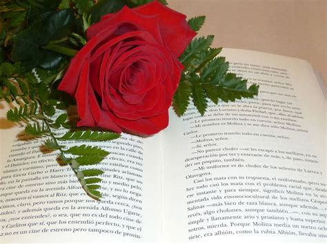 Image result for imagenes del libro y la rosa san Jordi | Jordi, Feliz ...