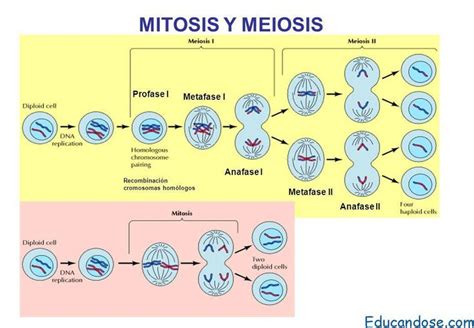 Image result for meiosis | Mitosis y meiosis, Mitosis, Enseñanza biología