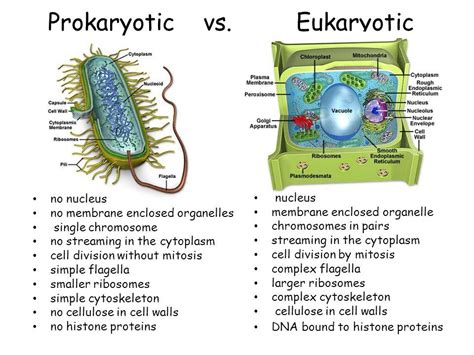 Image result for prokaryotic and eukaryotic cytoplasm ...