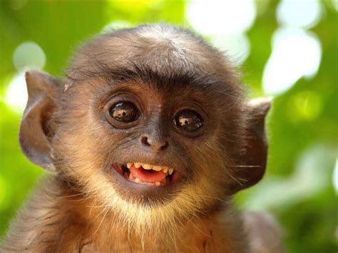 Image result for smiling monkey | Funny monkey pictures, Smiling ...