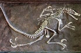 Image result for velociraptor fossil | Velociraptor ...