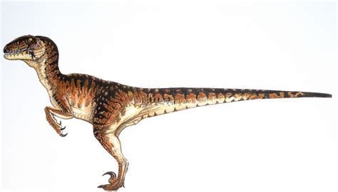 Image   Velociraptor small.jpg | Jurassic Park wiki ...