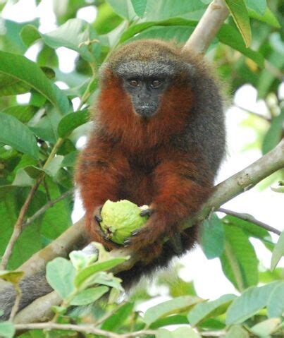 Imagen   Caquetá Tití Monkey.jpg | Wiki Colombia | FANDOM powered by Wikia